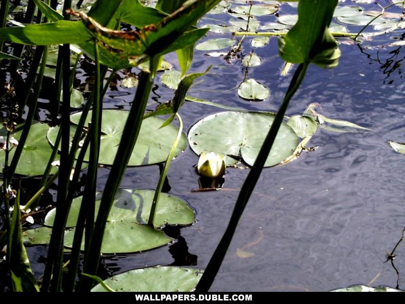 ÎáÝíÉ ØÈíÚå..