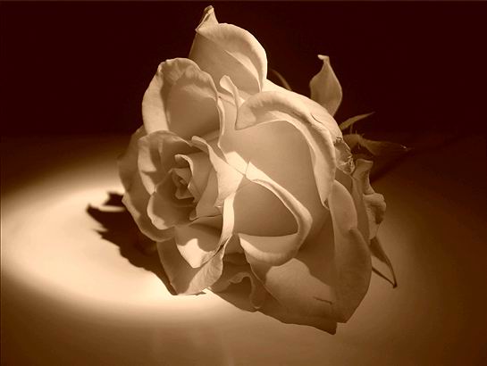 ãä æÑæÏ ÌäÇä