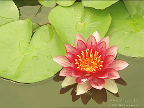 2383_lotusflower240